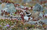 Semipalmated Plover